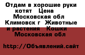 Отдам в хорошие руки котят › Цена ­ 1 - Московская обл., Климовск г. Животные и растения » Кошки   . Московская обл.